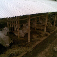 gambar peternakan sapi gambar peternakan sapi