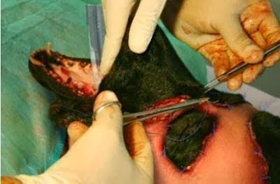 Pria ini Rela Operasi Plastik Agar Berwajah Anjing Pria ini Rela Operasi Plastik Agar Berwajah Anjing