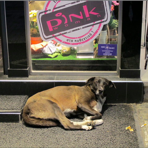 lovable Greek (Santorini) street dog