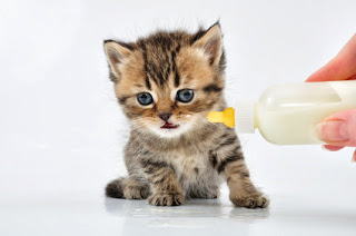 bottle feed kitten