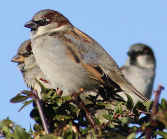 Photograph of house sparrows.