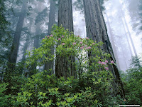 Coast Redwood Grove and Rhododendrons, Redwood National Park wallpapers