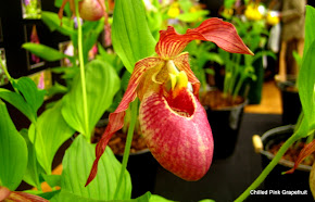 Slipper Orchid