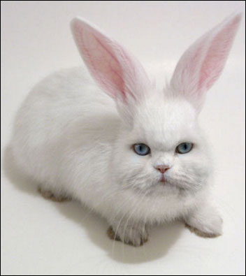 GATO COMPRAR gato comprar: