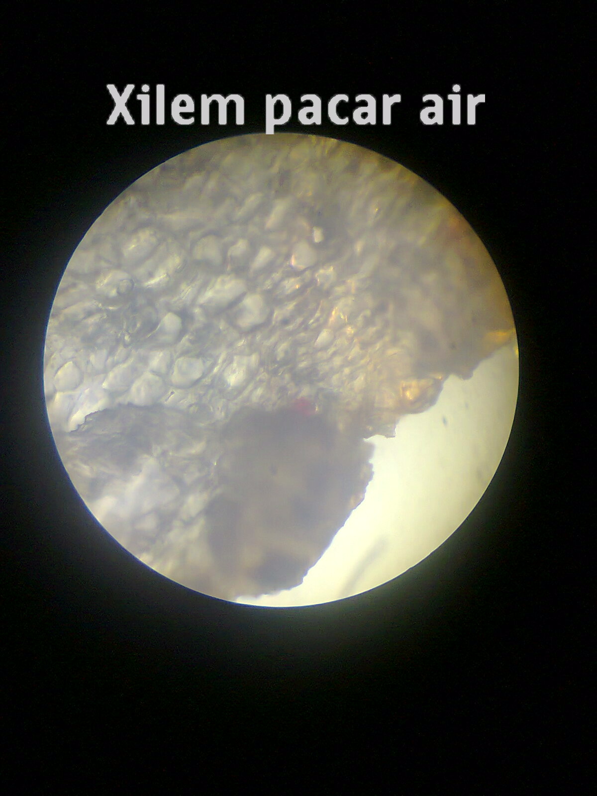 MY BLOG Jaringan Pada Tumbuhan