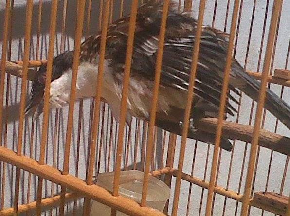 Burung Kicauan Burung Langka Cica Matahari