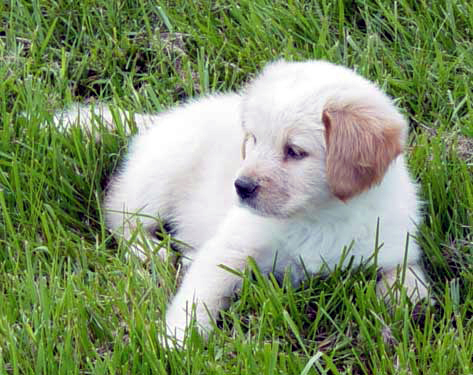 missouri puppy breeders talking dogs at for of a missouri puppy mill owner surrenders 50 dogs missouri puppy breeders talking dogs at for of a missouri puppy mill owner surrenders 50 dogs