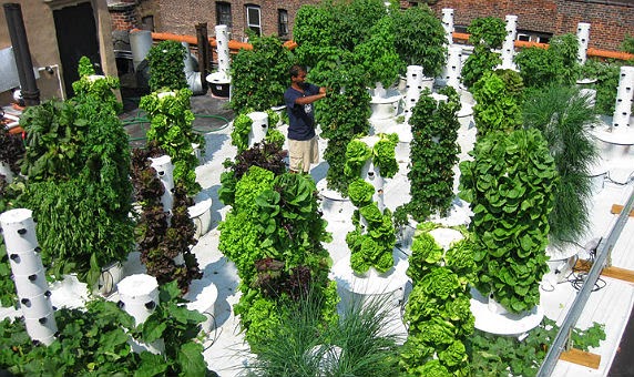 Cultivo hidropônico em hortas verticais tendo o PVC como base, em lage.