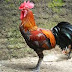 KUMPULAN FOTO ANEKA JENIS AYAM  Ciri dan Jenis Ayam Tips Cara Perawatan