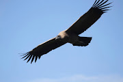 The Andean Condor is a national symbol of Argentina, Bolivia, Chile, . (img )