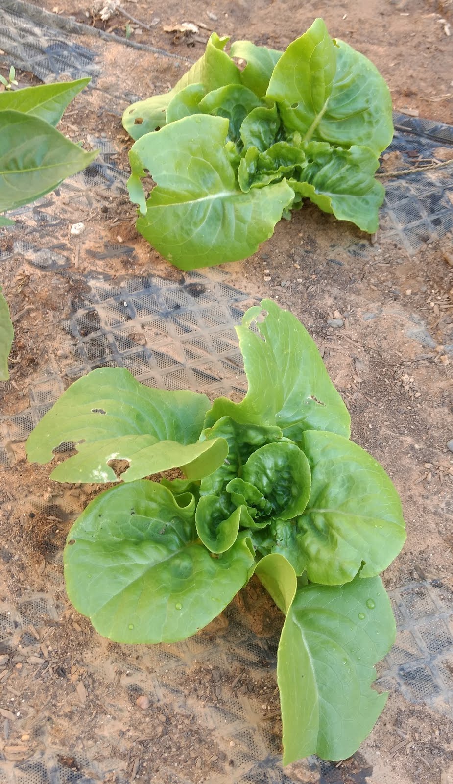 Buttercrunch Lettuce Greens and Machines