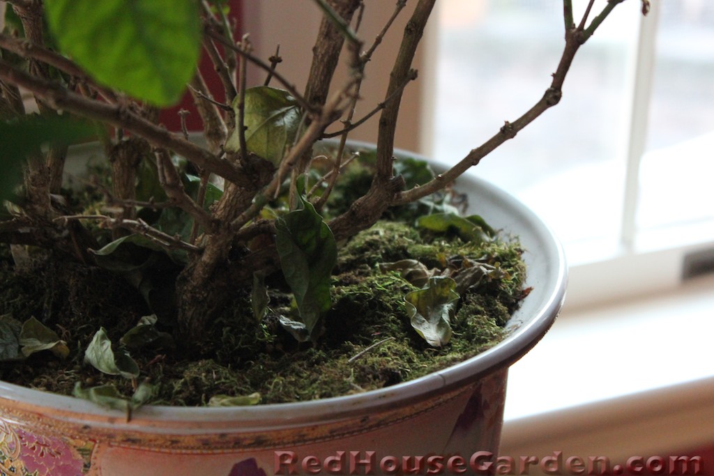 Red House Garden Houseplants on Beds of Moss