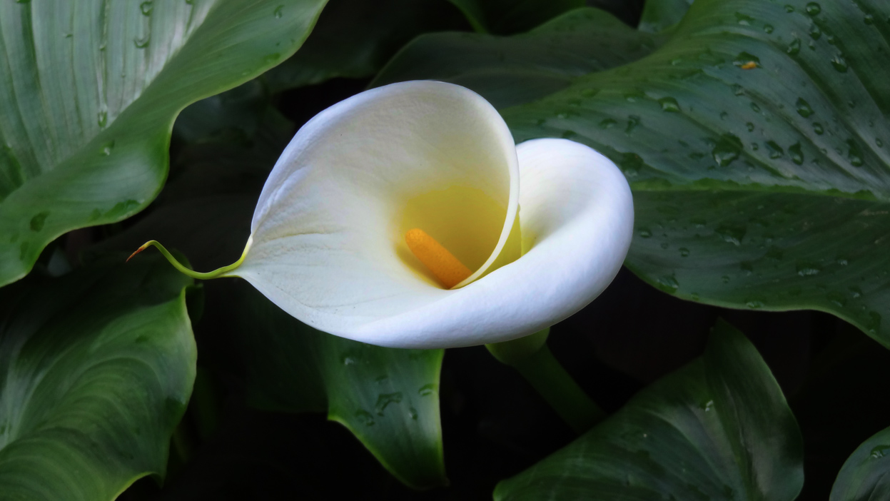 Calla Lily Calla Lily