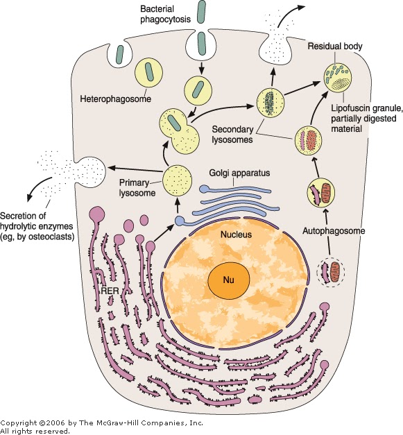 De Histology Lysosomes