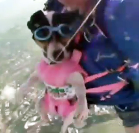 Nueva moda: gatos y perros paracaidistas