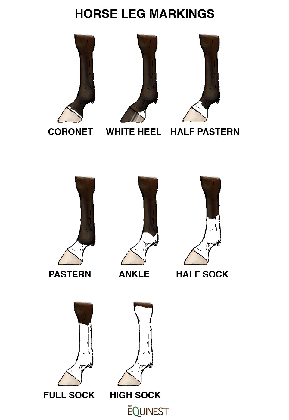 Horse Leg Markings Chart