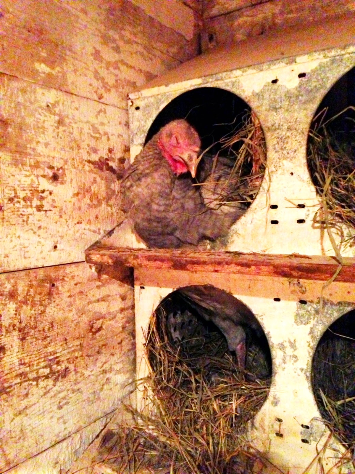 Jenny our Blue Slate turkey hen using the chicken nest boxes