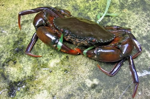 Dari Rantau: Mencari kepiting