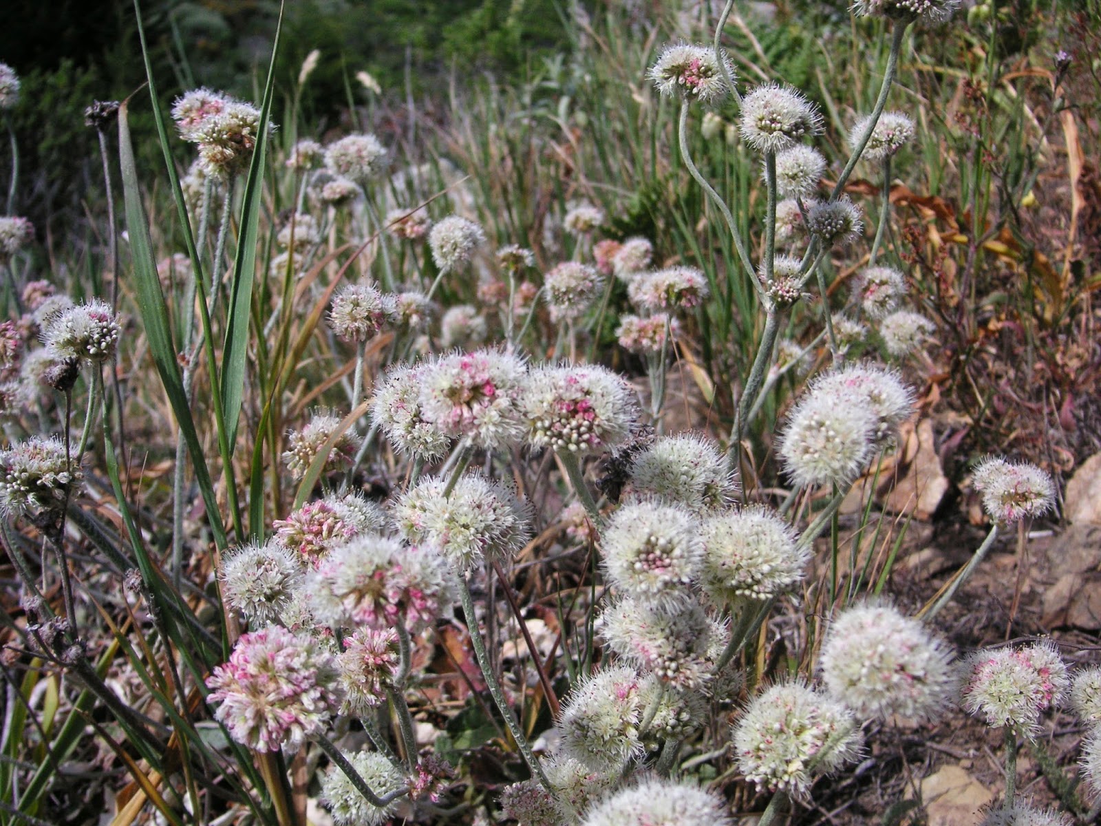 Nature ID coast buckwheat 05/18/14 San Bruno Mt.