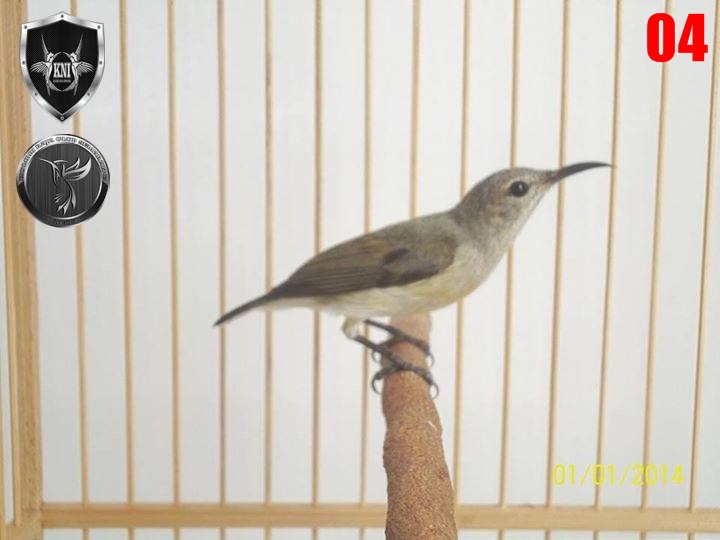 TIPS MEMILIH BURUNG KOLIBRI NINJA JANTAN USIA TROTOL