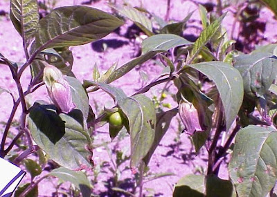 Belladona (Atropa belladonna).