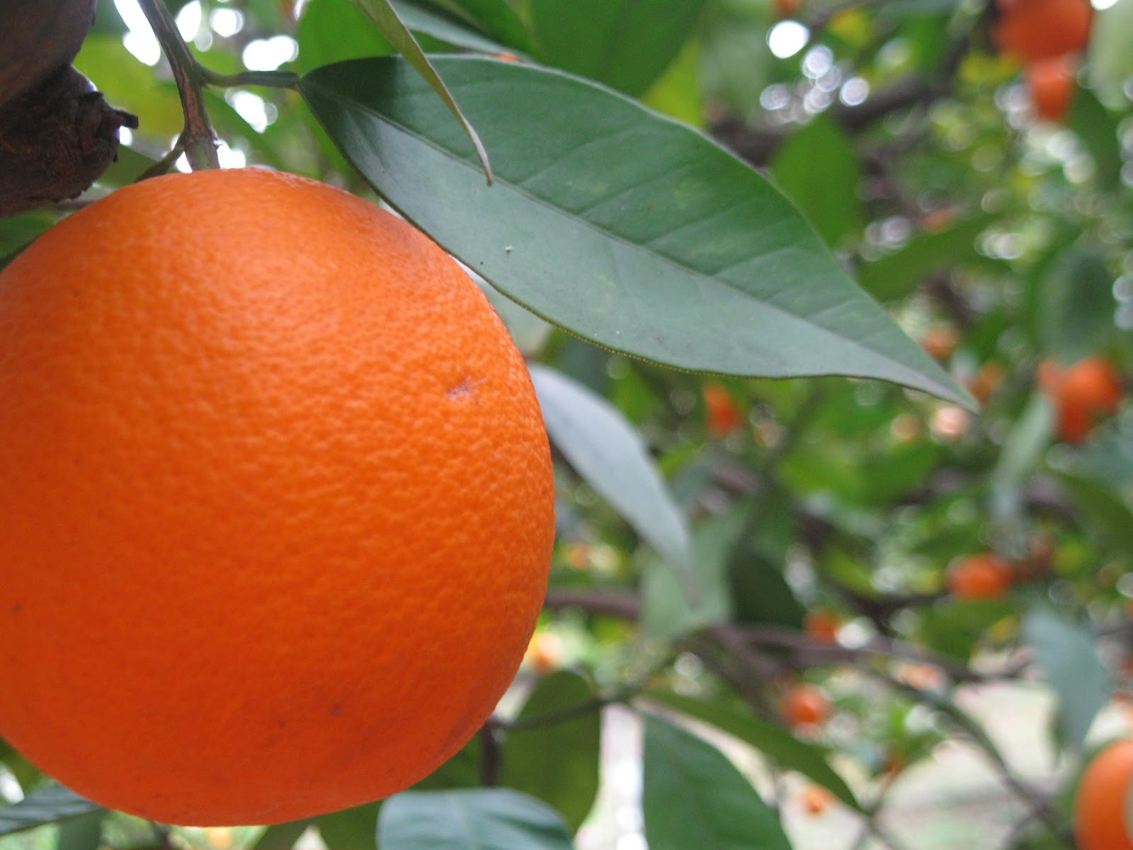 [Fair.ly Traded] Food for Thought Citrusdal Hospitality ALG Boerdery