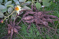 Dug dahlia tubers Dug dahlia tubers