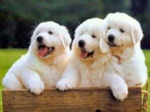 See more Great Pyrenees | Great Pyrenees http://cutepuppyanddog.blogspot.com/