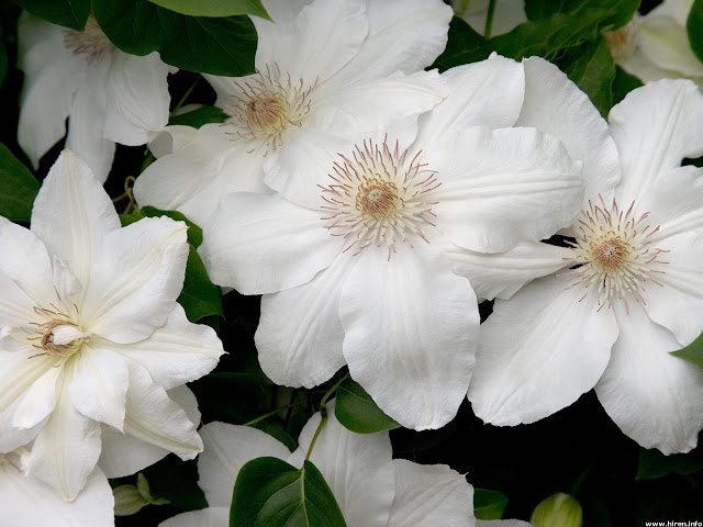 2016 2016 white-clematis.jpg