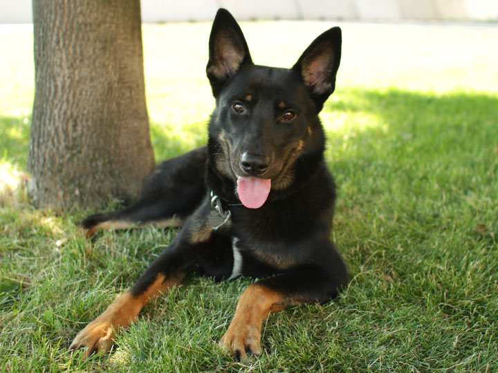 king german shepherd king german shepherd king german shepherd king german shepherd