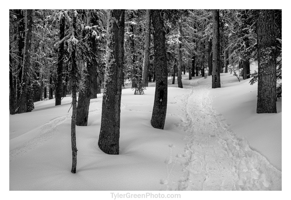Williams Lake Trail in the Carson National Forest Williams Lake Trail in the Carson National Forest