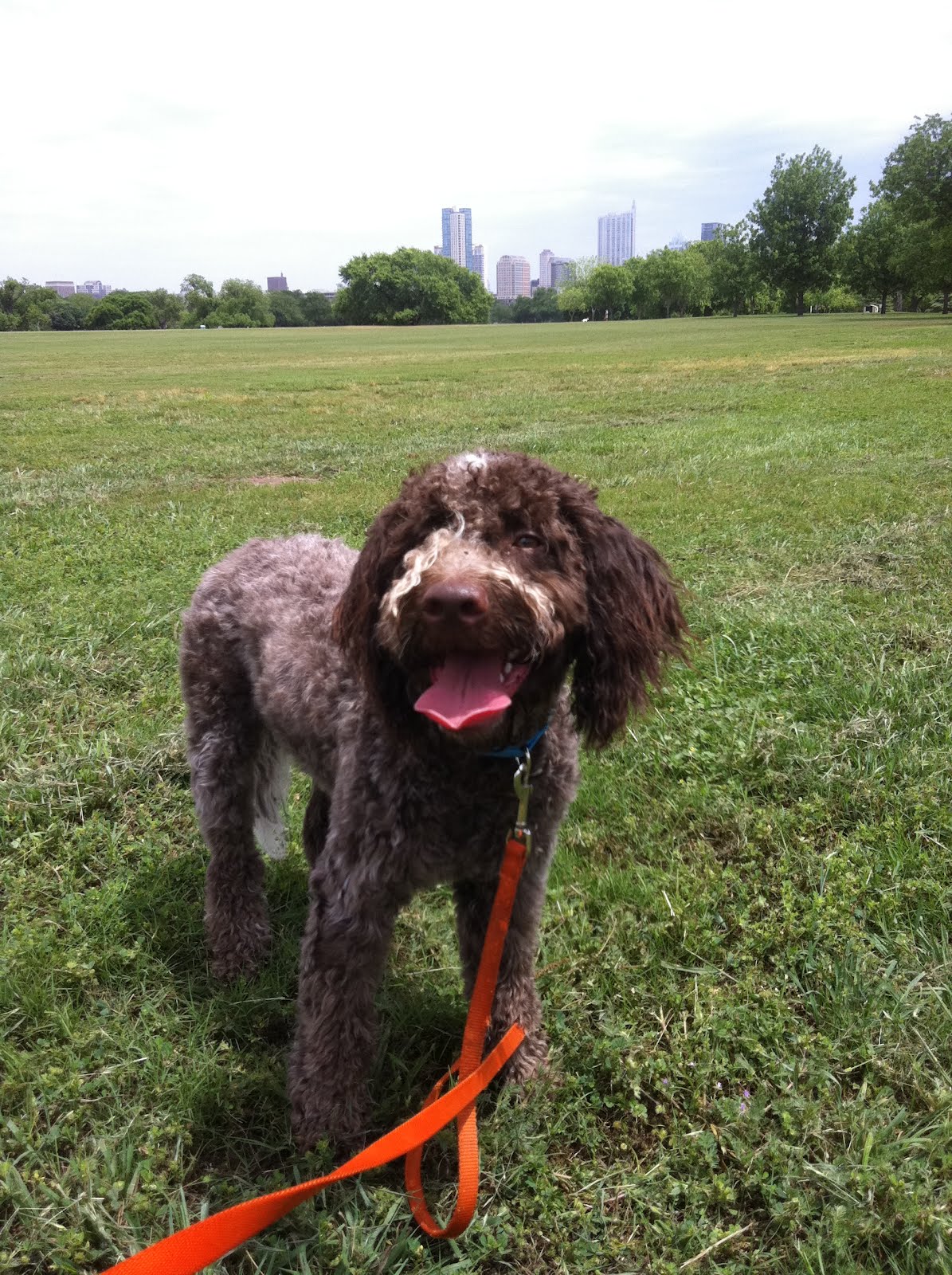 Southern Civility The Truffle Puppy Sophie
