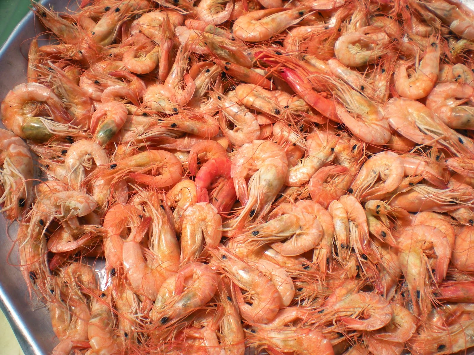 วิธีทำกุ้งแห้ง How to make Dried Shrimp กุ้งตะกาด กุ้งกุลาดำ กุ้งทะเล