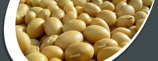 Đỗ tương chứa nhiều canxi Đỗ tương chứa nhiều canxi