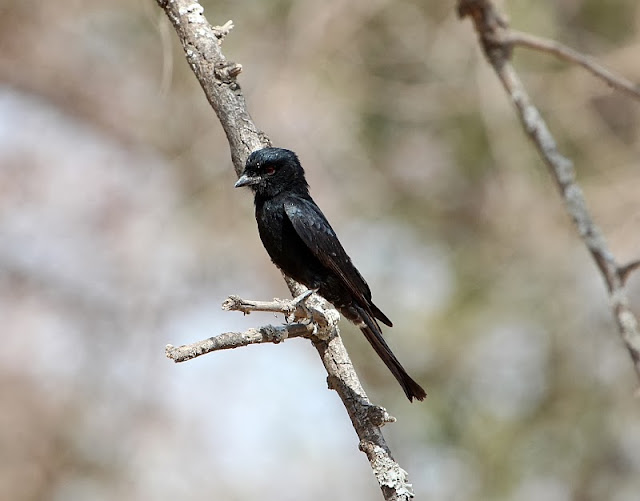 Fork tailed drongo Dicrurus adsimilis Fork tailed drongo Ethiopia