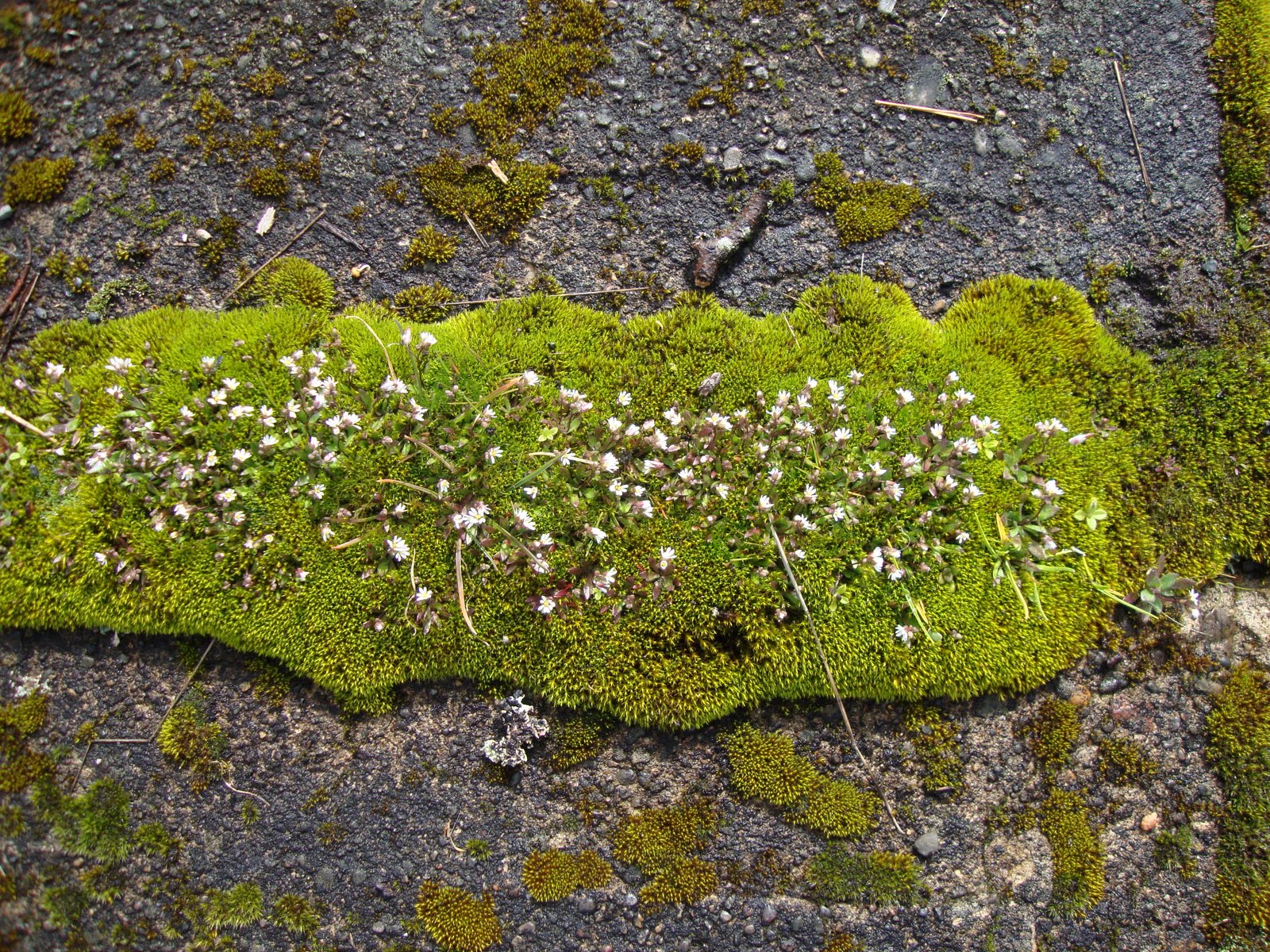 danger garden Moss wonderland