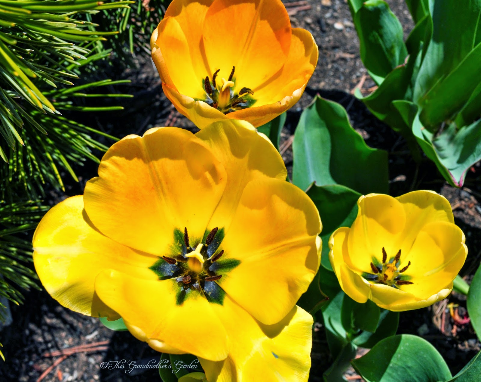 This Grandmother's Garden Spring Blooms!