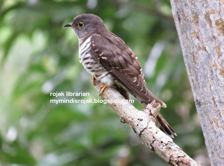 Indian Cuckoo Indian Cuckoo in Bidadari