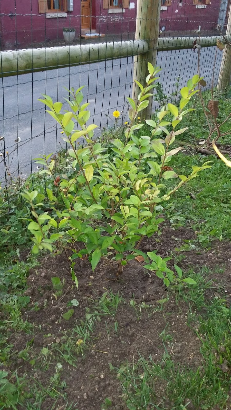 Roses Du Jardin Cheneland Ligustrum Ovalifolium Lemon And Lime