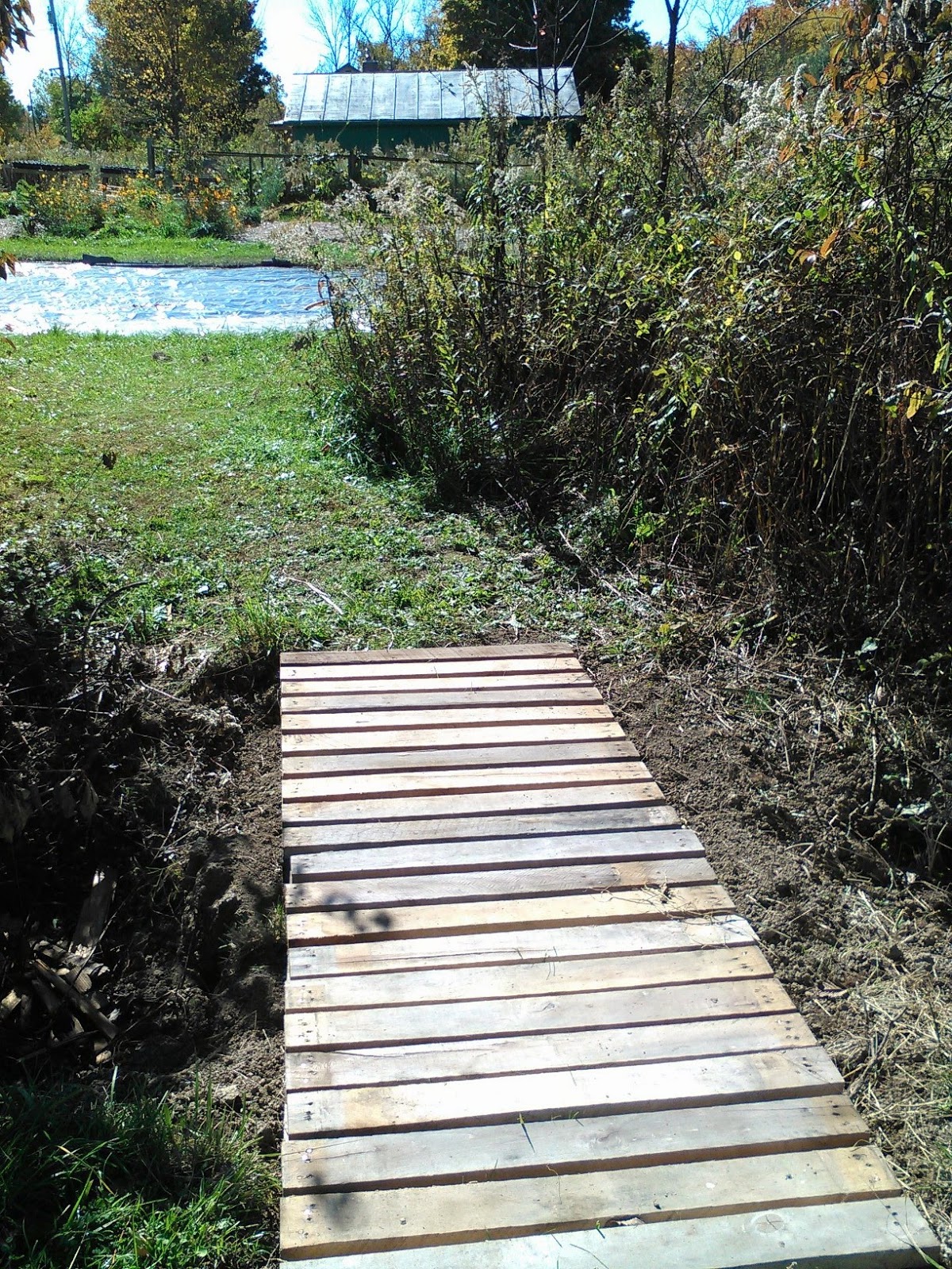 the common milkweed Pallet Bridge
