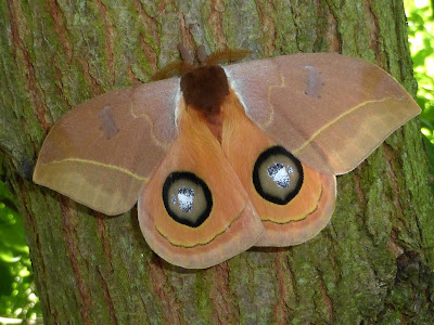 Automeris randa male Automeris randa male