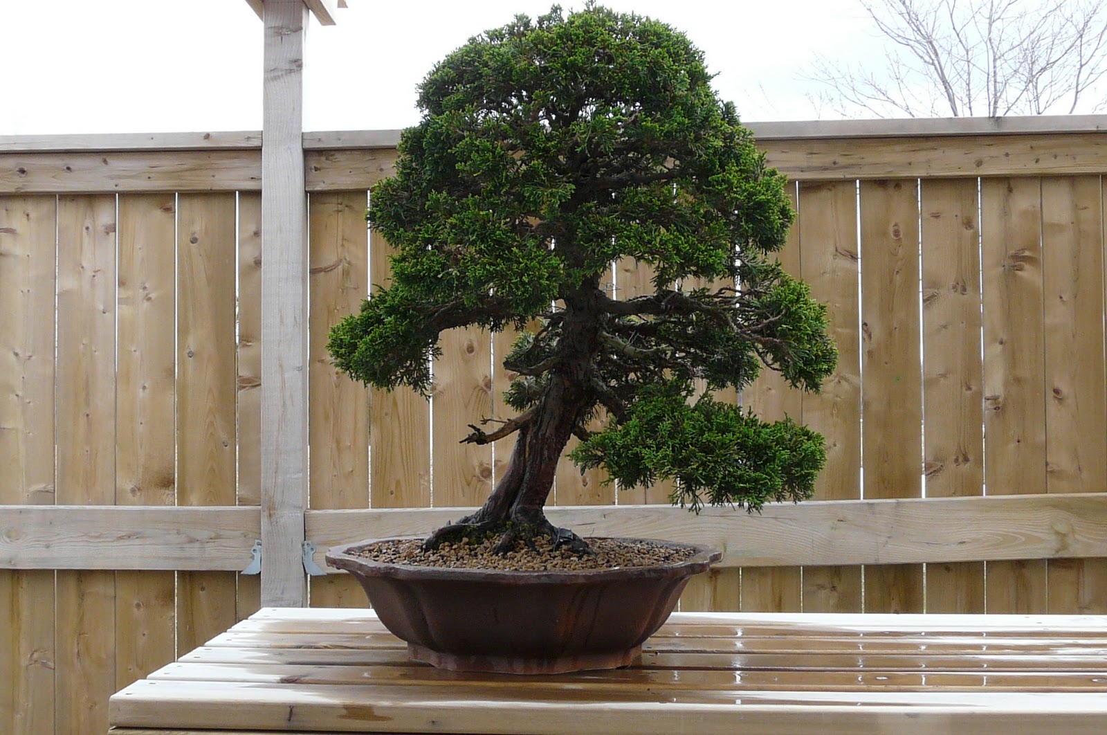 Bonsai au Québec Évolution d'un genévrier itoigawa