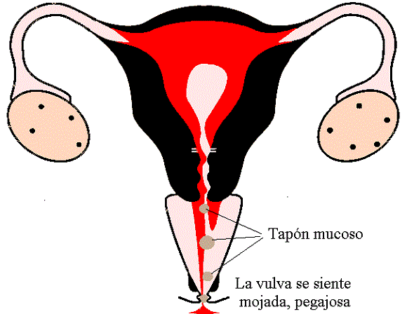 la menstruación unidad 2
