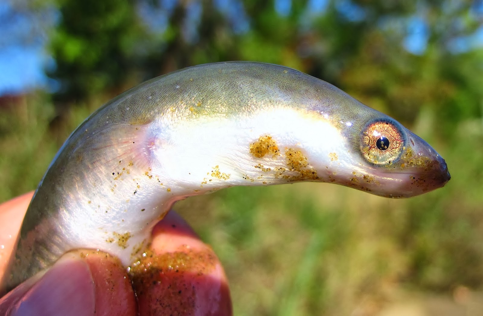 An American Eel Lives in the Navesink River | Nature on the Edge of New