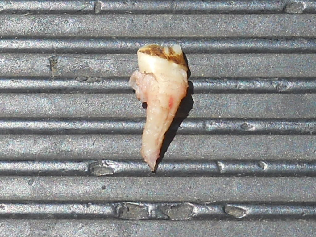 Equine Vet Blog Wolf Teeth