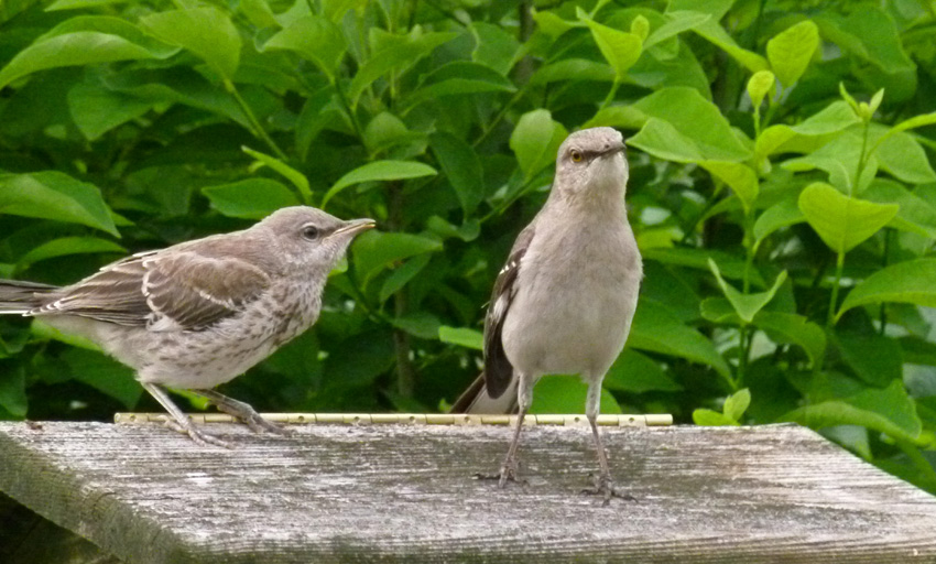 KY Natural Inquirer Mocking Bullies