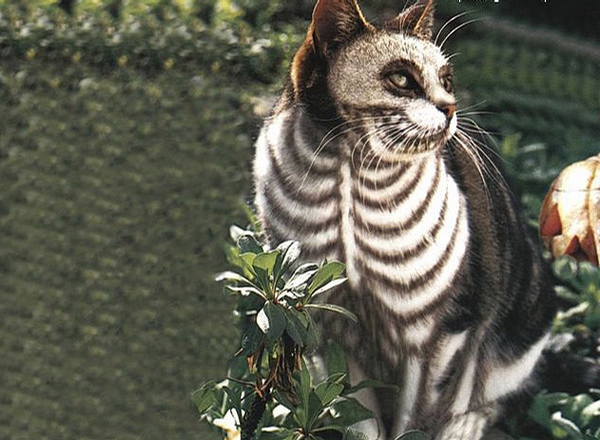 Cat Skeleton Halloween Costume