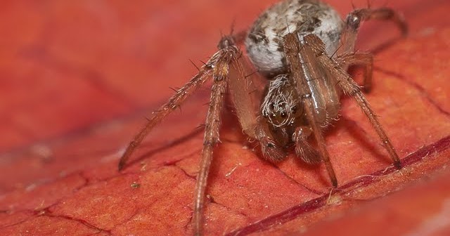 Macros With Nikkor 50mm F1.8 And Extension Tubes