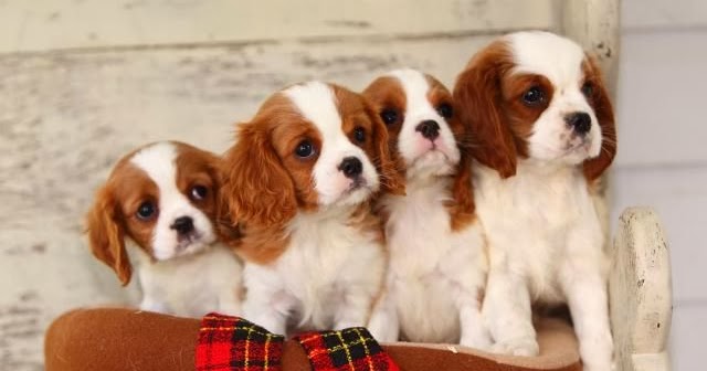 average size of cavalier king charles spaniel