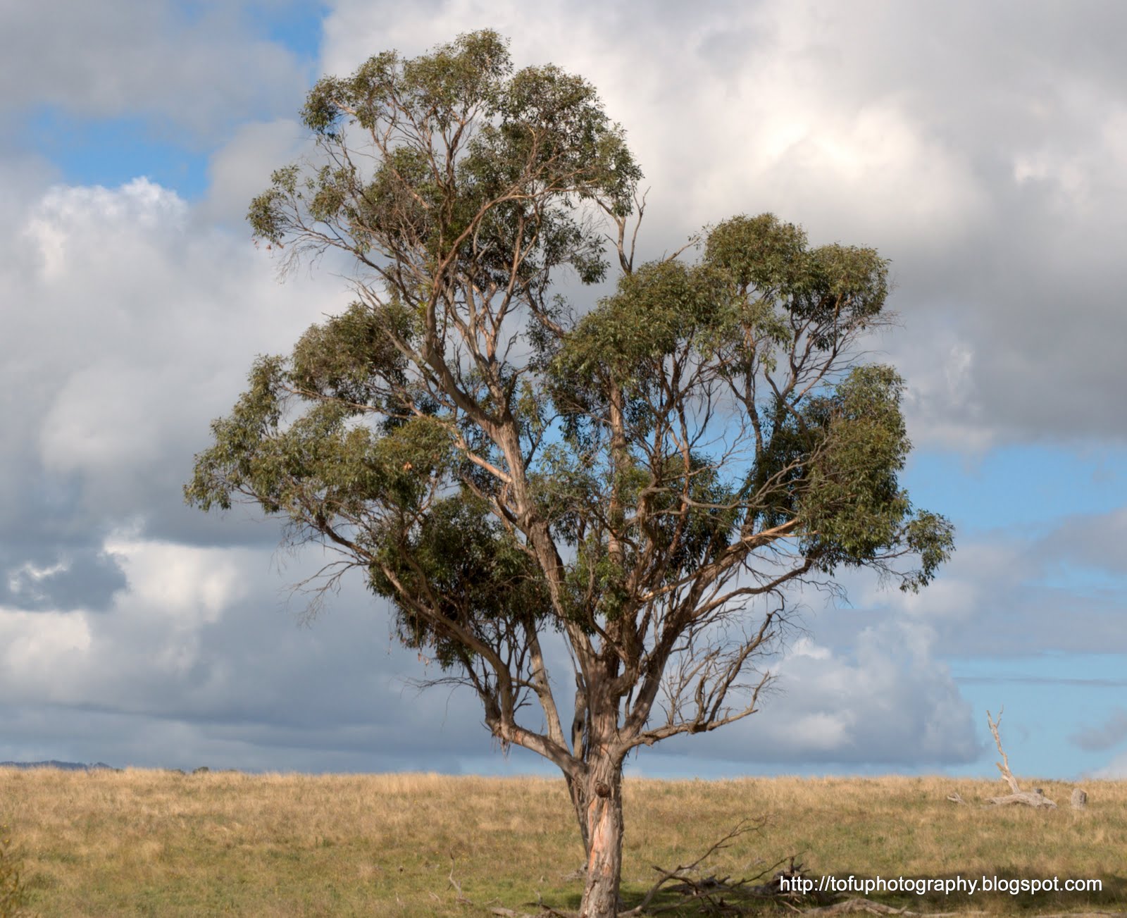Tofu Photography Majestic Eucalyptus tree